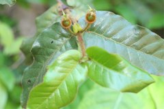 Peponidium