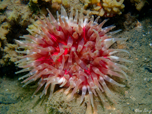 Dahlia Anemone, Zeelandbrug, Zierikzee, Netherlands, photo 10 of 10