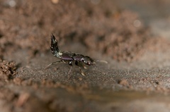 Platydracus violaceus