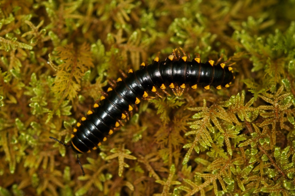 Daphnedesmus
