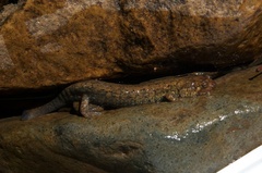 Desmognathus kanawha