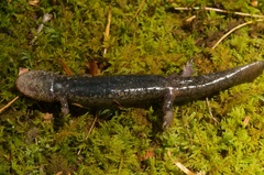 Desmognathus kanawha