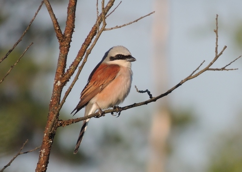 Red-backed Shrike, photo 9 of 9