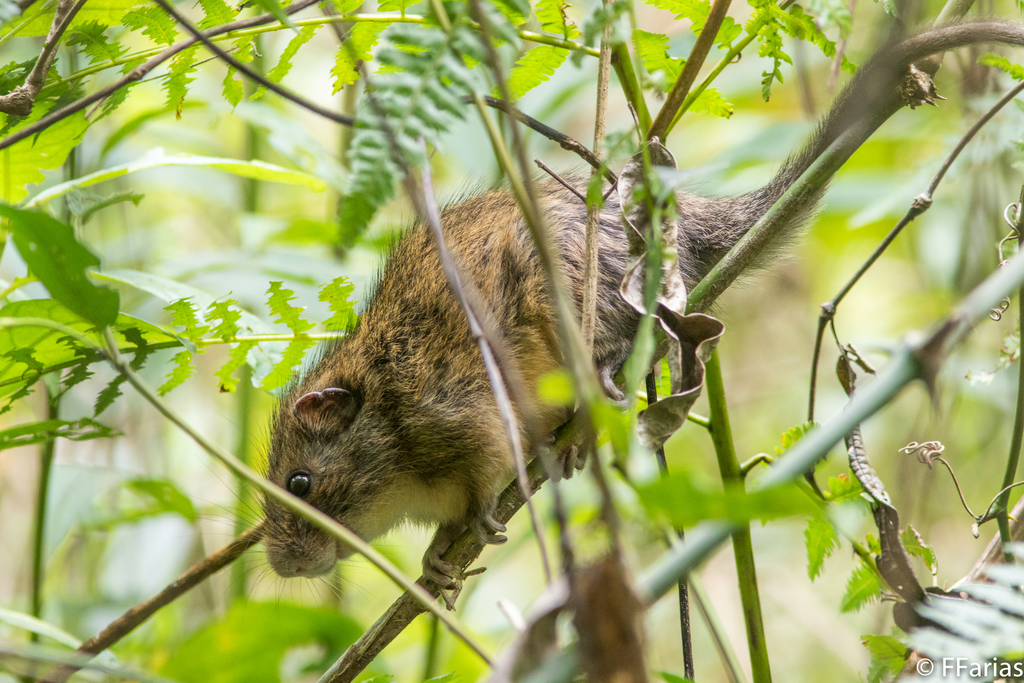 Atlantic Bamboo Rat