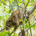 Atlantic Bamboo Rat - Photo (c) Fernando Farias, some rights reserved (CC BY-NC), uploaded by Fernando Farias