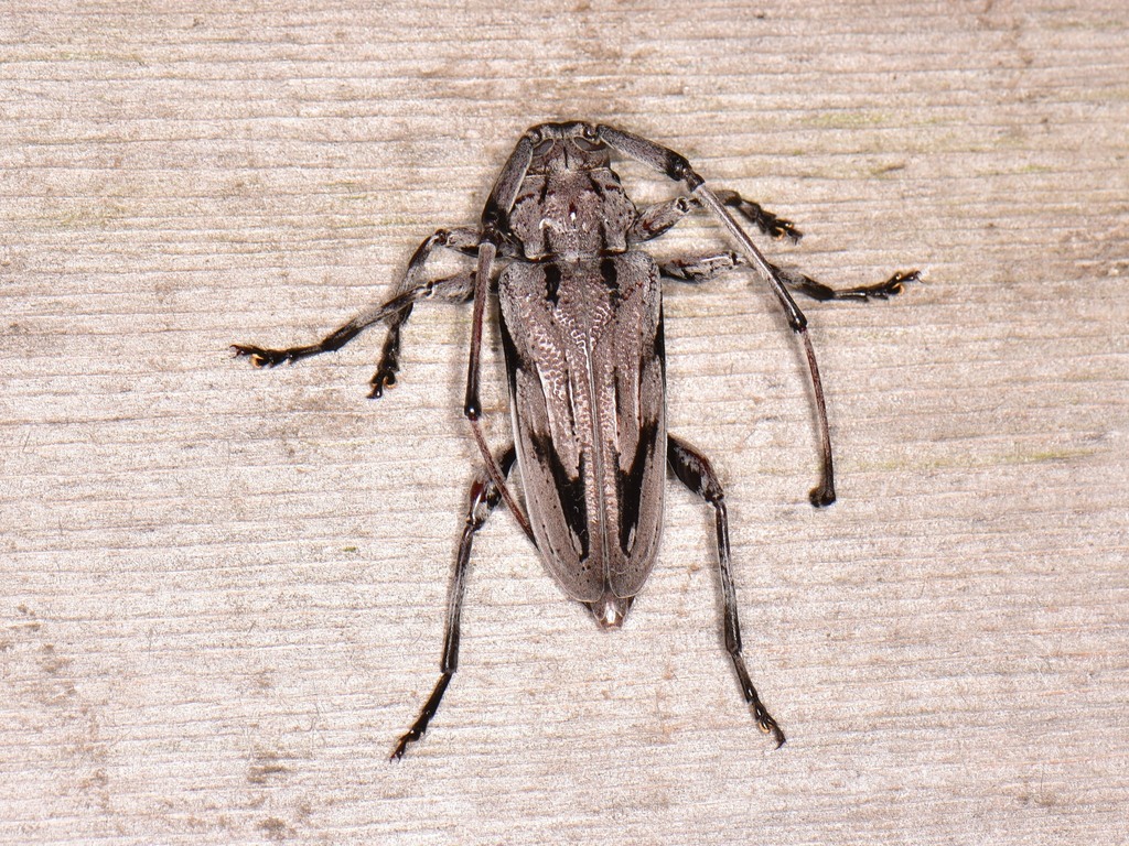 Lesser Pine Borer