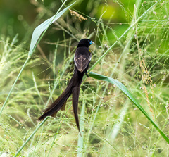 Euplectes albonotatus