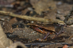 Physalaemus lateristriga
