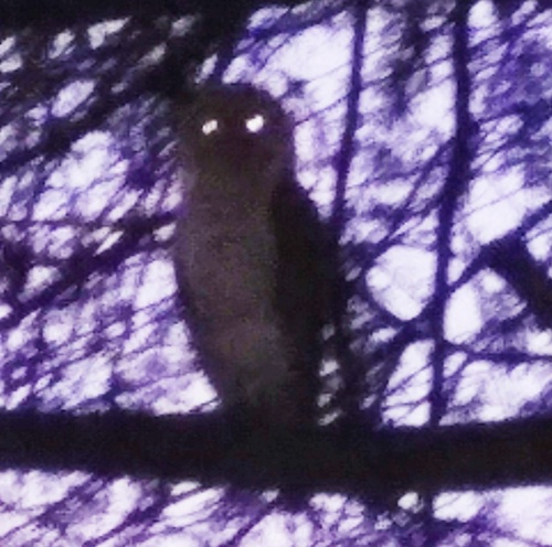Tyto javanica