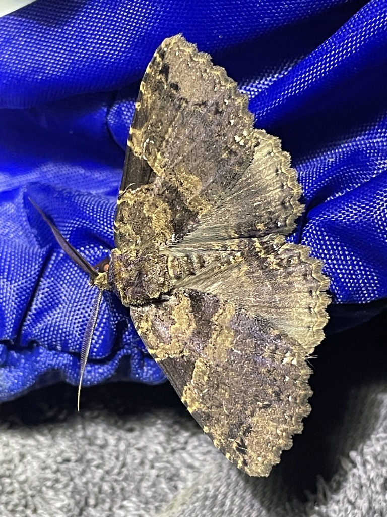 Hypersypnoides congoensis