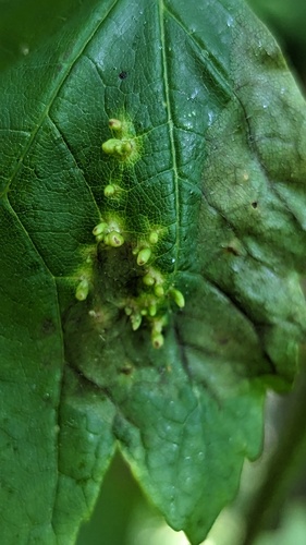 Maple gall mite