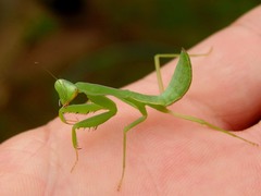 Hierodula pistillinota