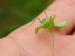 Hierodula pistillinota
