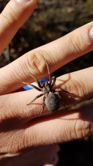 Alopecosa inquilina