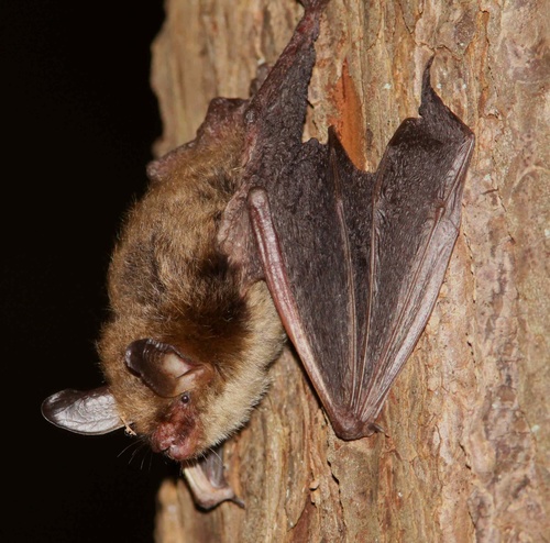 Northern myotis