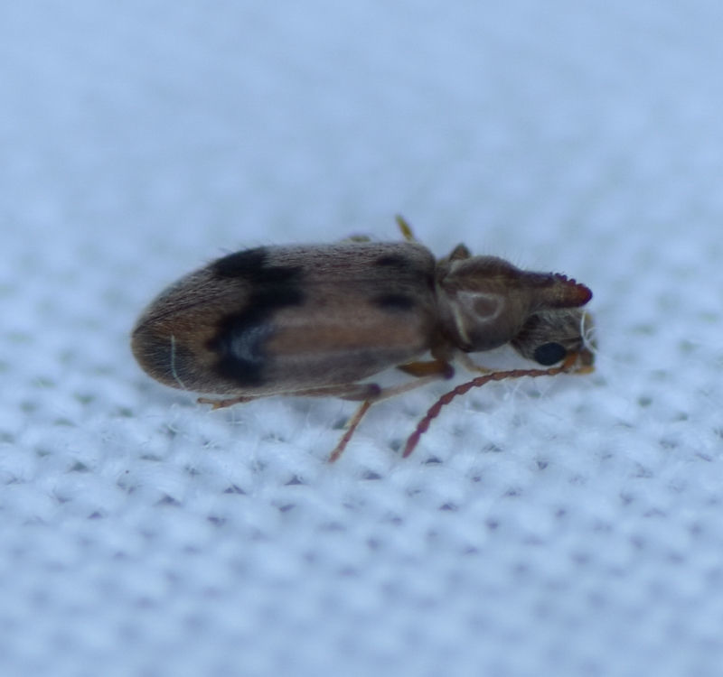 Desert Ant-like Flower Beetle