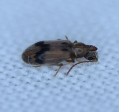 Notoxus desertus