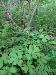 Geum × aurantiacum