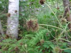 Geum × aurantiacum