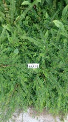 Phyllanthus myrtifolius