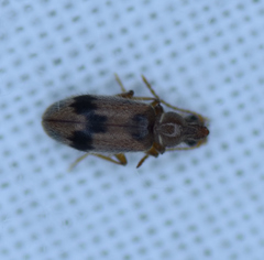 Notoxus desertus