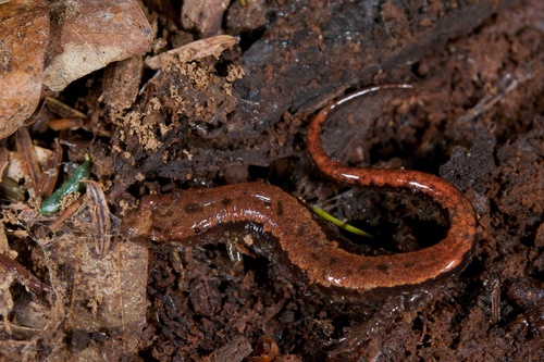 Blue Ridge Dusky Salamander