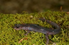 Northern Gray-Cheeked Salamander photo 4