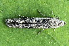 Batrachedra praeangusta