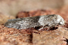 Blastobasis pannonica