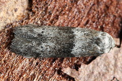 Blastobasis pannonica