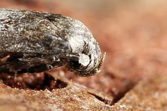 Blastobasis pannonica