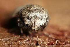 Blastobasis pannonica