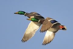 Mallard photo 2