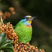 Taiwan Barbet - Photo (c) 吳政翰, some rights reserved (CC BY-NC-ND), uploaded by 吳政翰