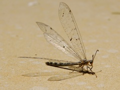 Distoleon tetragrammicus