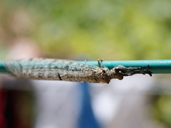 Distoleon tetragrammicus