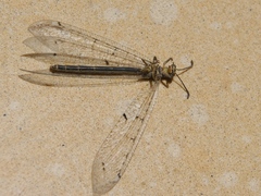 Distoleon tetragrammicus