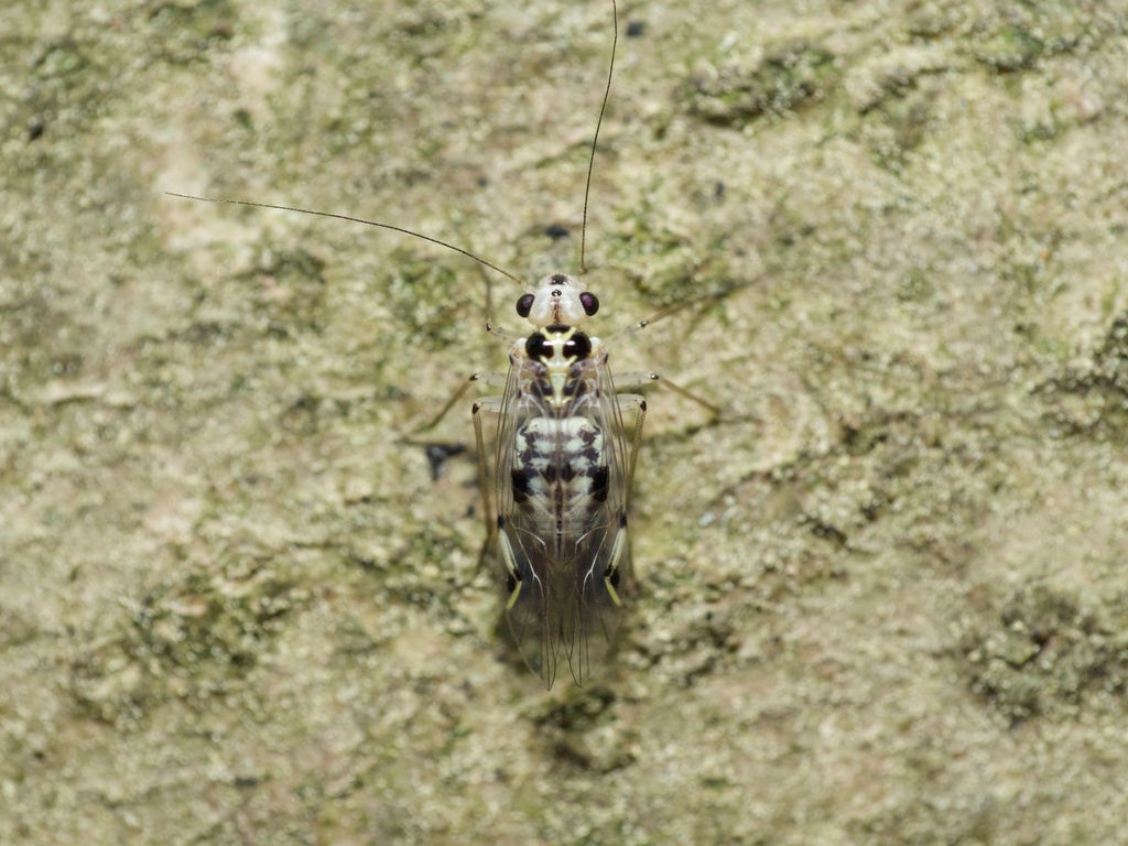 Psocus leidyi