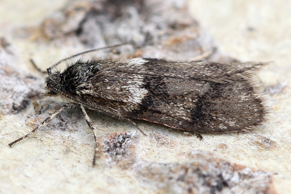 Dasystoma