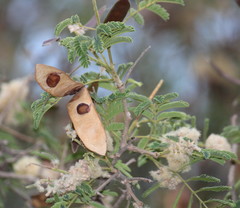 Senegalia galpinii