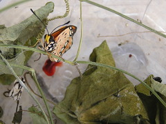 Acraea terpsicore