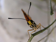 Acraea terpsicore