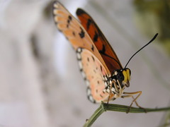 Acraea terpsicore