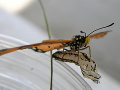 Acraea terpsicore