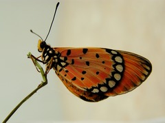 Acraea terpsicore