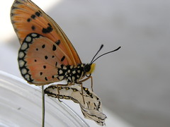 Acraea terpsicore
