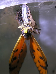 Acraea terpsicore