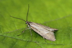 Diurnea lipsiella