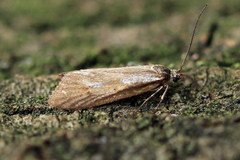 Diurnea lipsiella