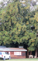 Xanthocercis zambesiaca